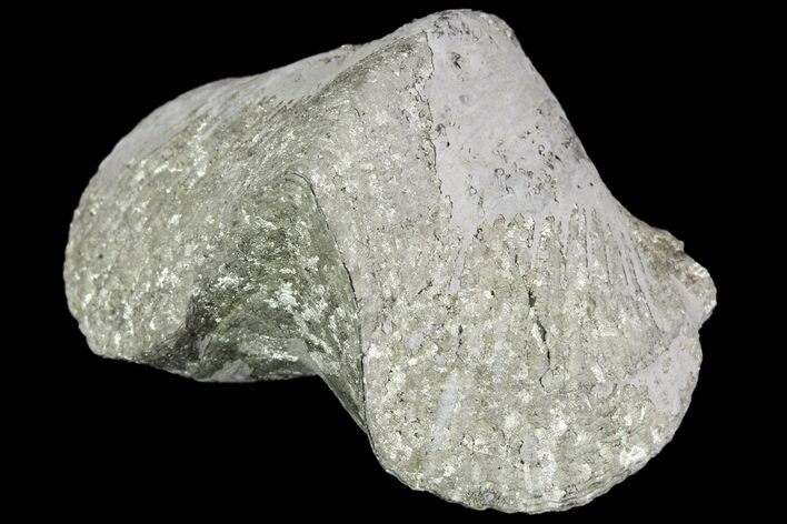 Pyrite Replaced Brachiopod (Paraspirifer) - Ohio #89735